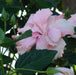 Hibiscus Rosa Sinensis