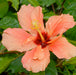 Hibiscus Rosa Sinensis