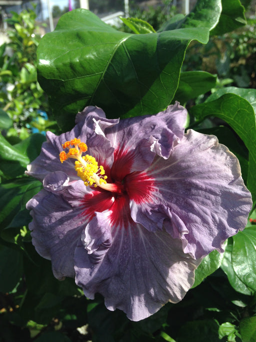 Hibiscus Rosa Sinensis