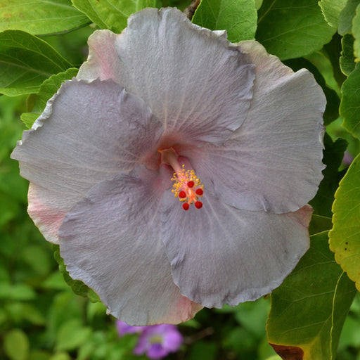 Hibiscus Rosa Sinensis