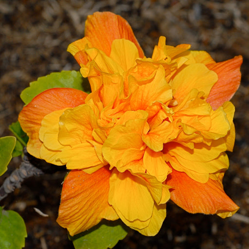  Hibiscus Rosa Sinensis