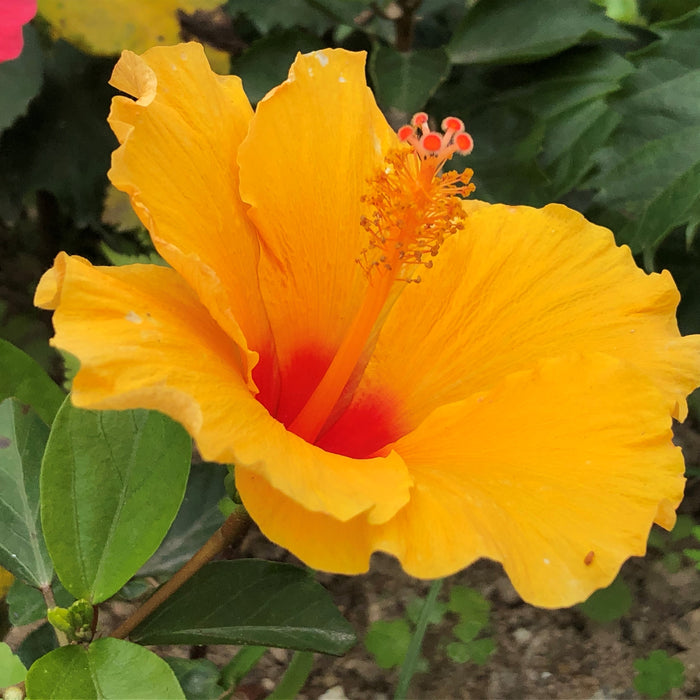 Hibiscus Rosa Sinensis