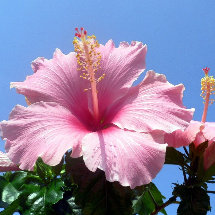 Hibiscus Rosa Sinensis