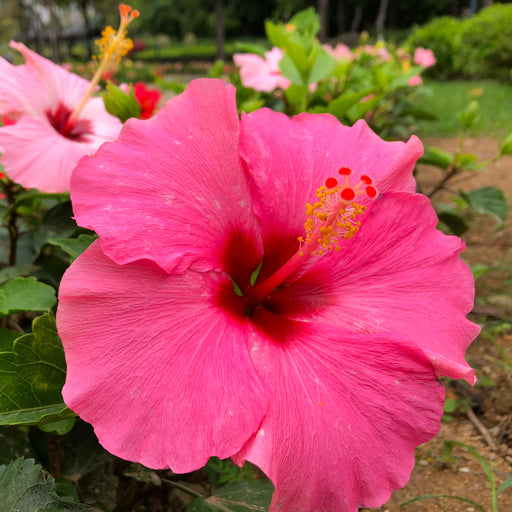 Hibiscus rosa sinensis