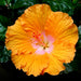 Hibiscus Rosa Sinensis