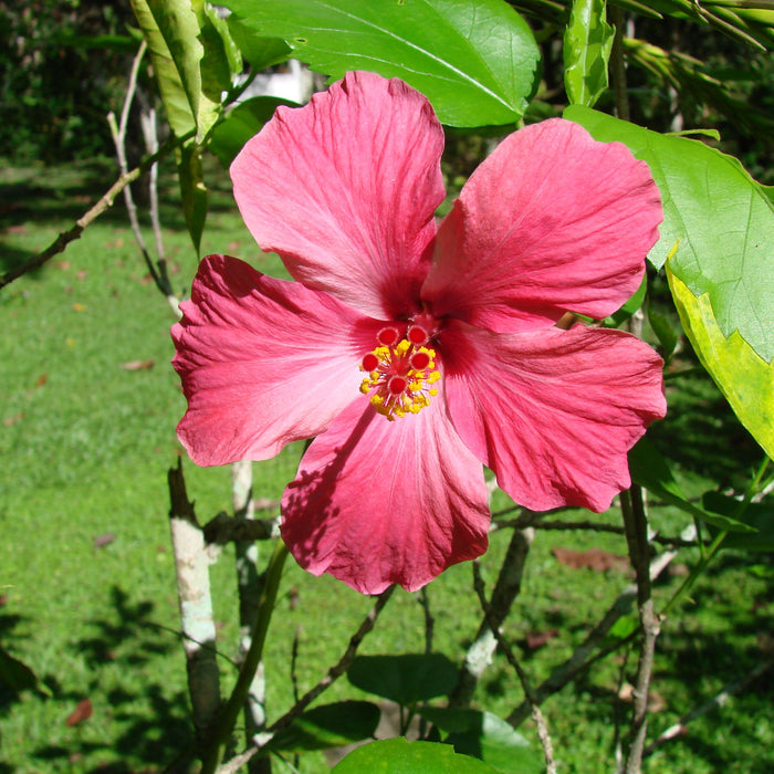 Hibiscus rosa sinensis