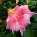 Hibiscus rosa sinensis