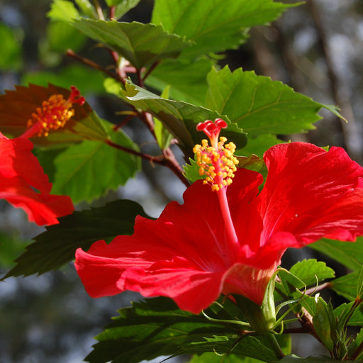 Hibiscus Rosa Sinensis