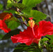 Hibiscus Rosa Sinensis