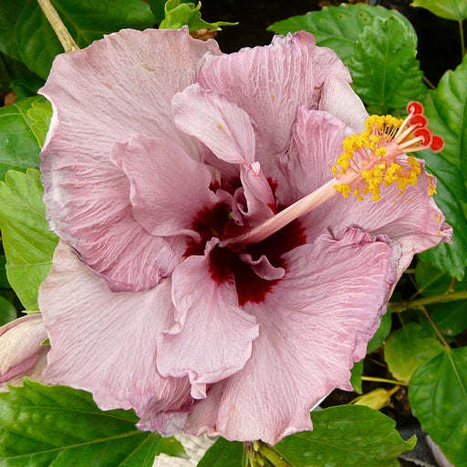 Hibiscus Shoe Flower