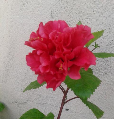 Hibiscus Rosa Sinensis