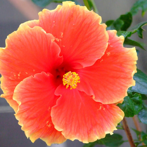 Hibiscus Shoe Flower