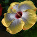 Hibiscus Shoe Flower