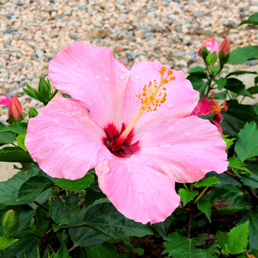 Hibiscus Shoe Flower