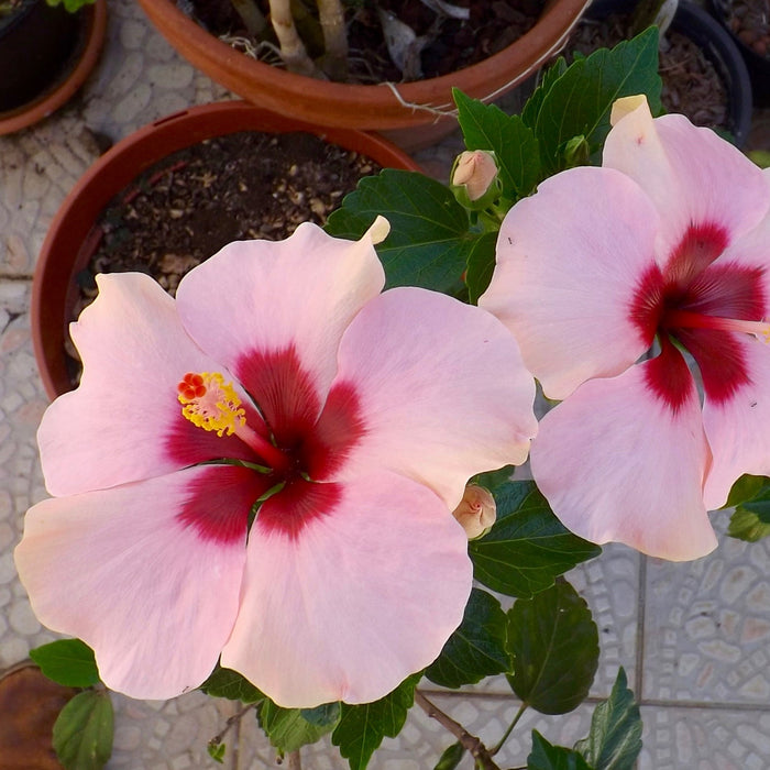 Hibiscus Shoe Flower