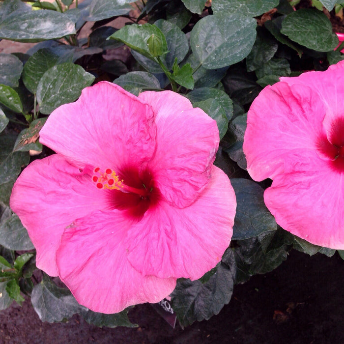 Hibiscus Shoe Flower