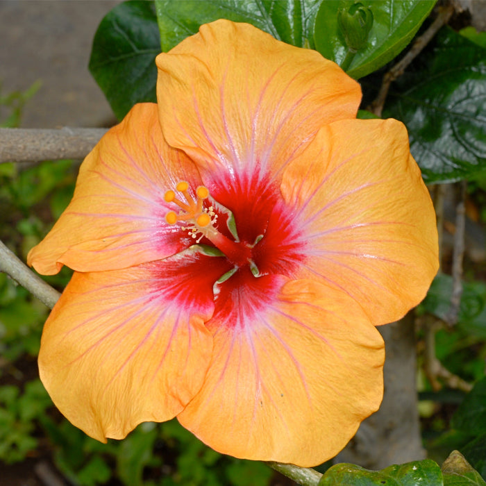 Hibiscus Shoe Flower