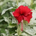 Hibiscus White Tips