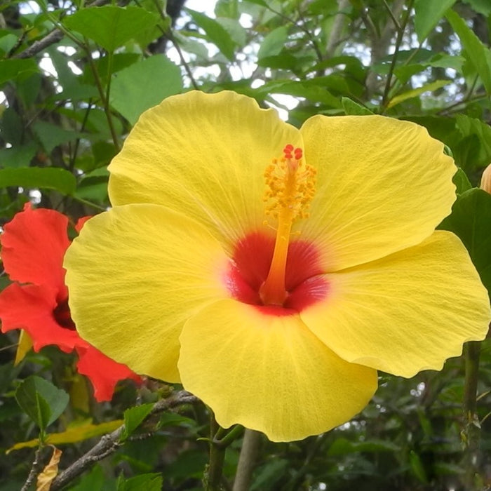 Hibiscus Zakir Hussain