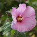 Hibiscus syriacus