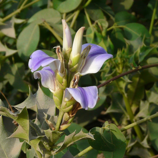 Holly-leaved Acanthus