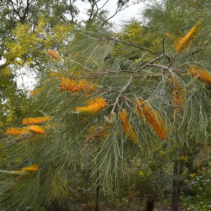 Honey Wattle