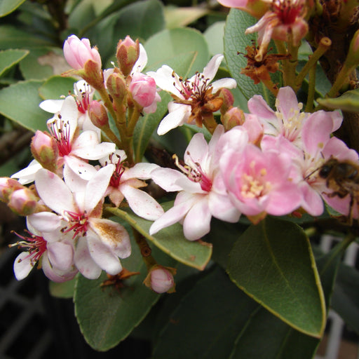     Indian Hawthorn plant