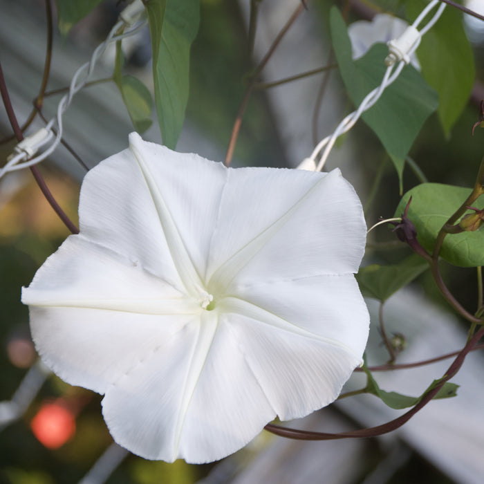 Ipomoea alba