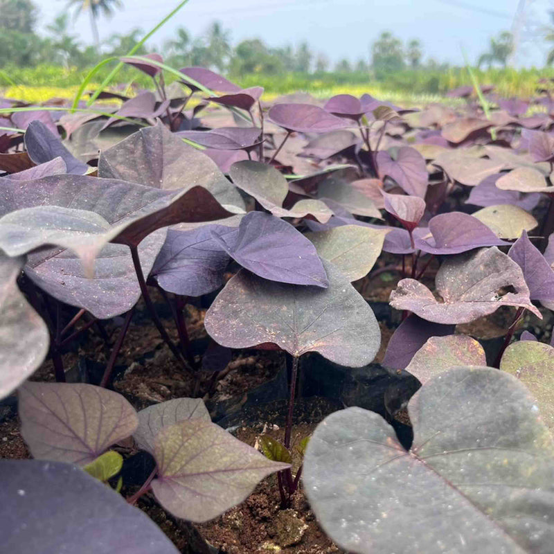 Ipomoea batatas black ace