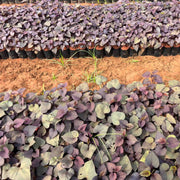 Ipomoea plants for sale