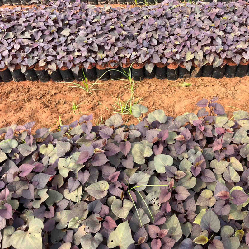 Ipomoea plants for sale