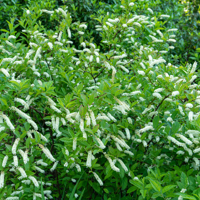 Itea plant