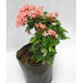 Ixora Mini Pink