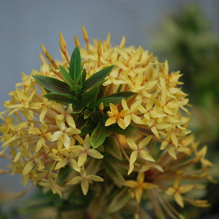 Ixora Mini Yellow