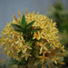 Ixora Mini Yellow