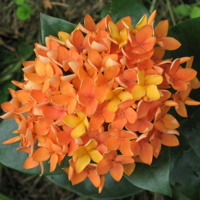 Ixora Orange