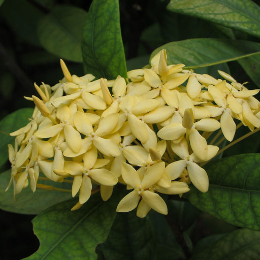 Ixora lutea