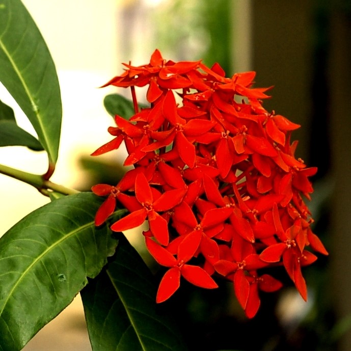 Ixora red