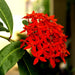 Ixora red