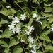 Jasminum auriculatum