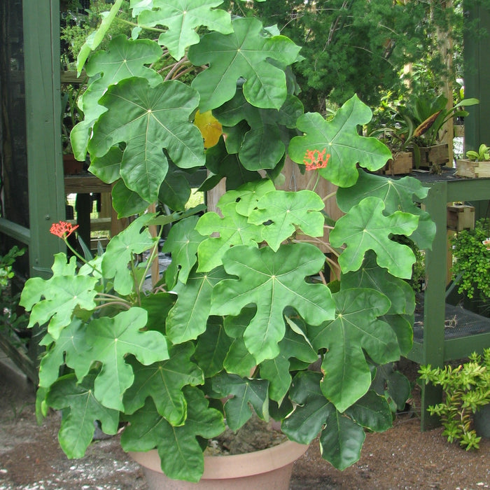 Jatropha podagrica