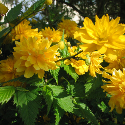 Kerria Japonica