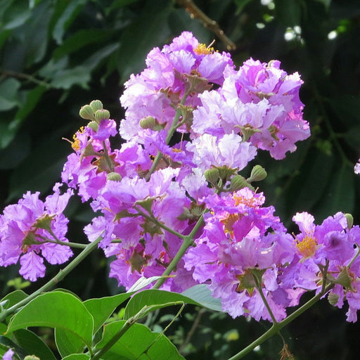 Lagerstromia speciosa