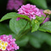 Lantana