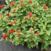 Lantana Red Variegated