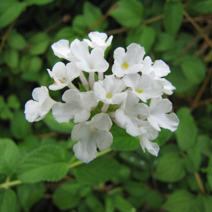 Lantana White