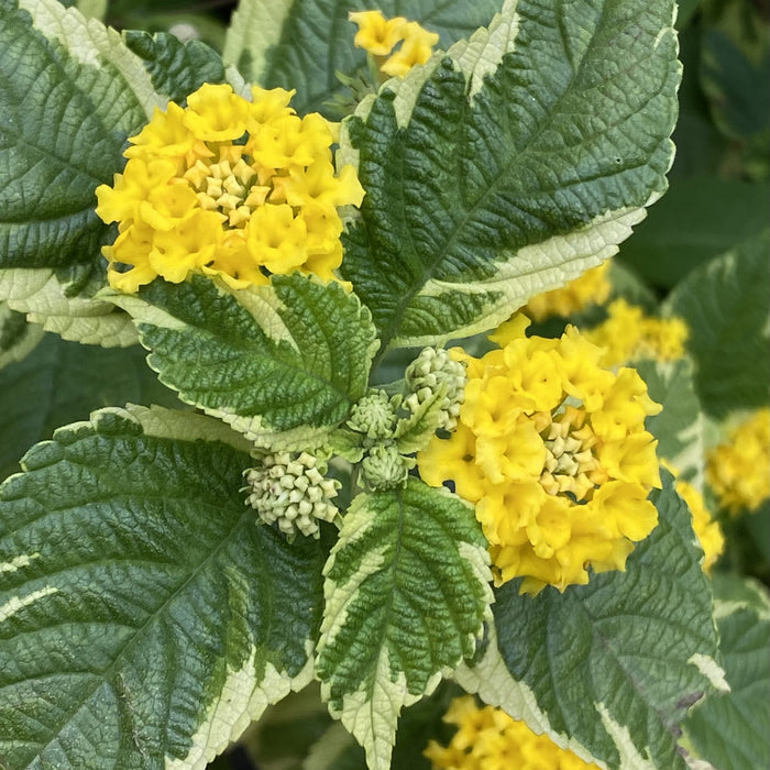 Lantana Yellow Variegated