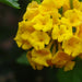 Lantana Yellow