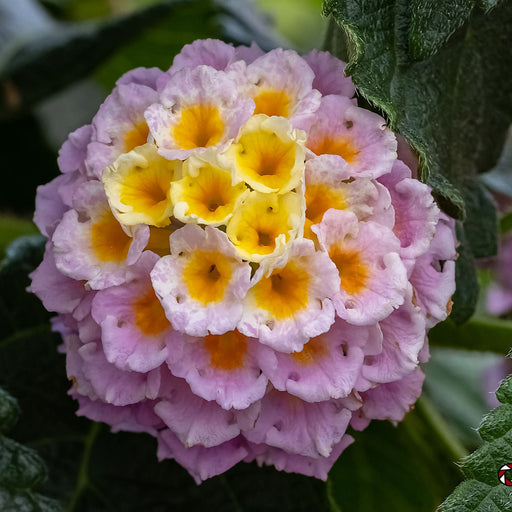 Lantana camara