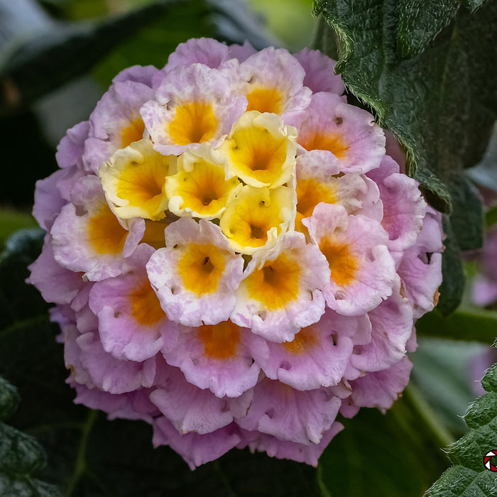 Lantana camara